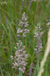 Common velvetgrass